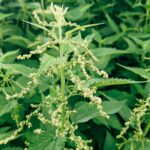 Van brandnetel tot kleding en bouwmateriaal: Nettle Project bouwt aan een regionale keten