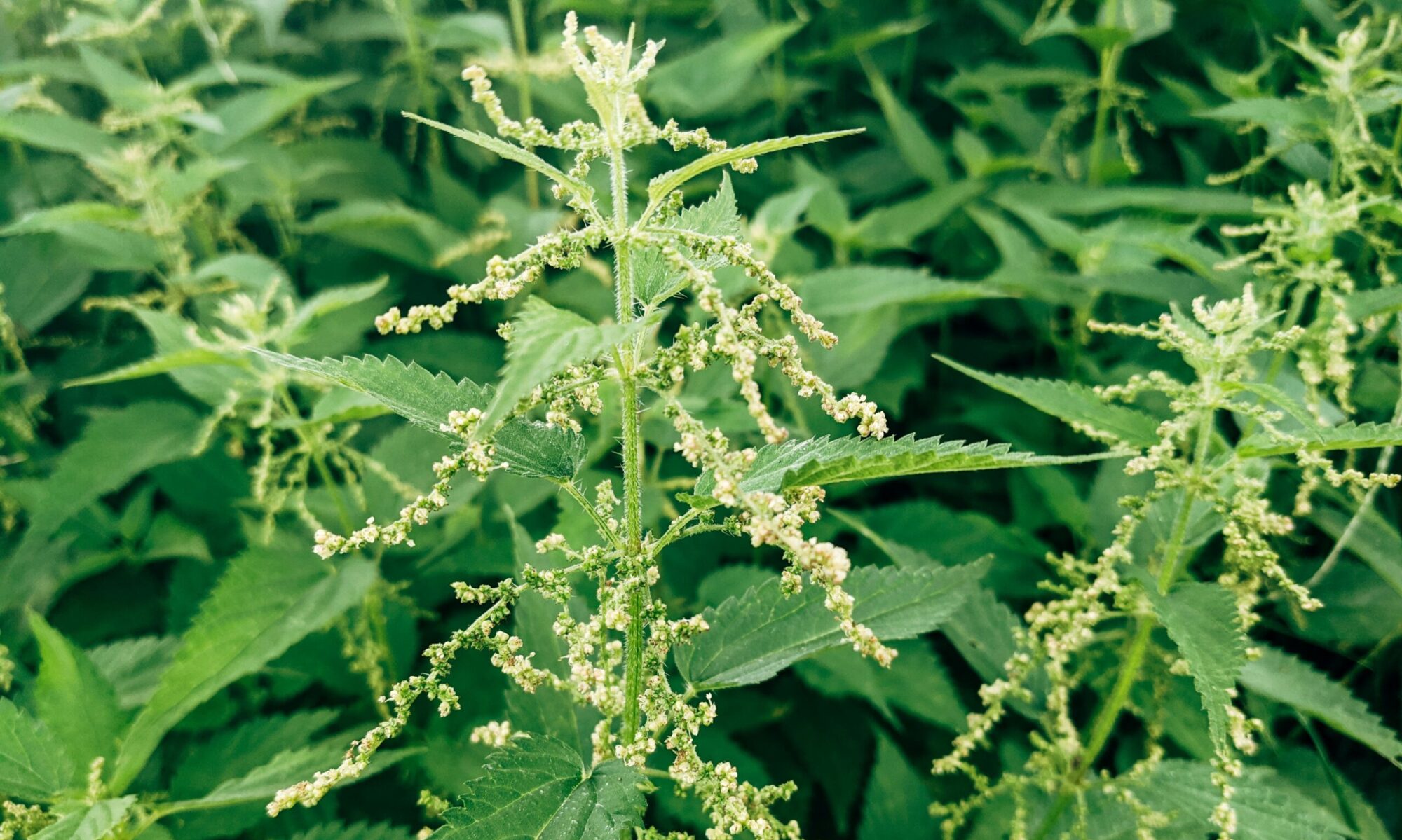 Van brandnetel tot kleding en bouwmateriaal: Nettle Project bouwt aan een regionale keten Van brandnetel tot kleding en bouwmateriaal: Nettle Project bouwt aan een regionale keten